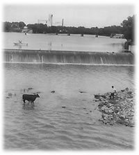 Bossy over the Waverly Iowa Dam